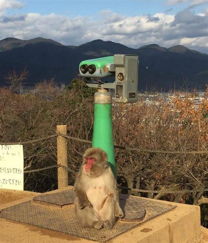 サルが愛嬌を振りまき、外国人観光客に人気の「嵐山モンキーパークいわたやま」