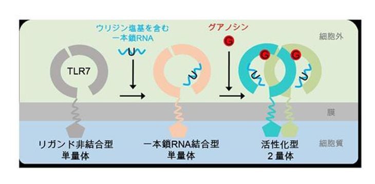 TLR7の活性化機構。まず、ウリジン塩基(U)を含む一本鎖RNAを認識し、次いでグアノシン(G)を認識することで活性化型の2量体が形成される(東京大学提供)