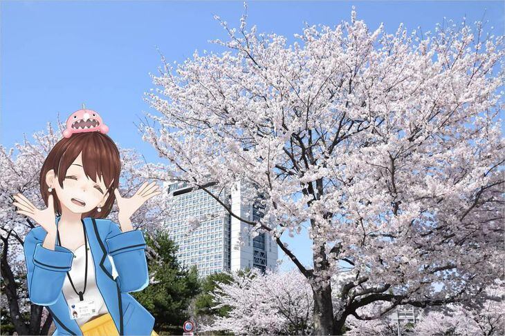 【茨ひよりのいばらき日和】「梅だけじゃない!! 桜の名所めぐり」