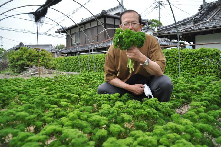 祇園パセリの畑で「広島のお宝野菜」と話す木下登さん=広島市安佐南区