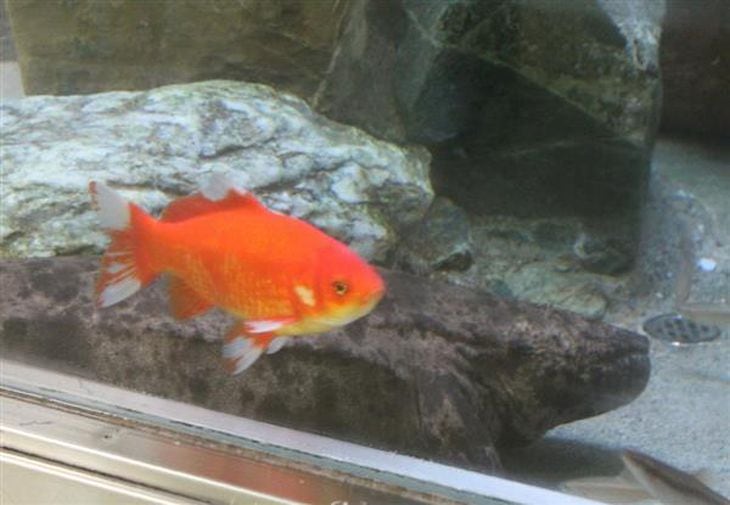 【四国の議論】奇跡の金魚再び…2度の「生き餌」を生き延び動物園のスターに、その名も「カープ君」