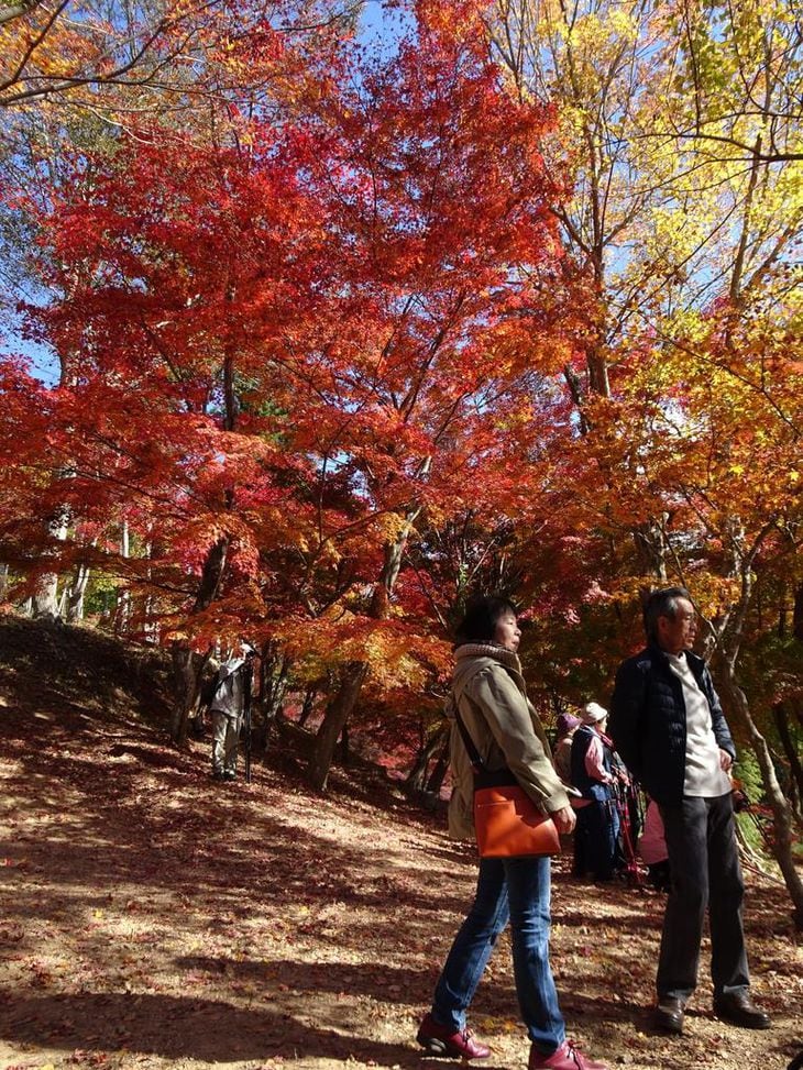 見頃を迎えた最上山公園もみじ山の紅葉=兵庫県宍粟市